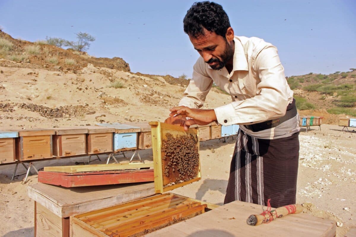 Buy Raw Honey Online: Royal Sidr Honey from Yemen